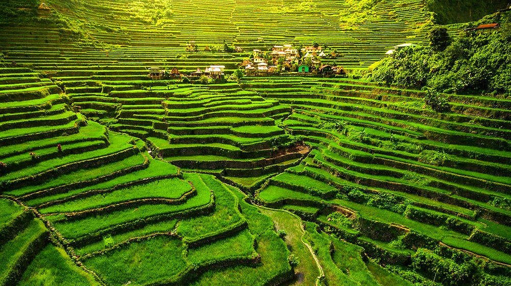Rice Terraces